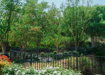 green trees beside black metal fence