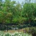 green trees beside black metal fence