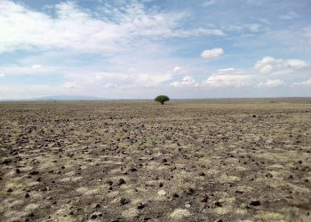 a large flat area with a tree in it