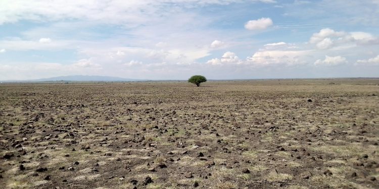 a large flat area with a tree in it