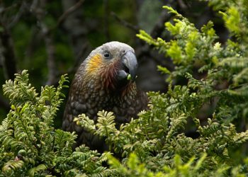 selective focus photography of bird