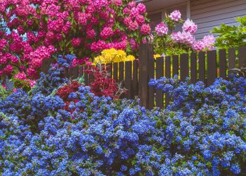 purple and pink flowers on green grass field
