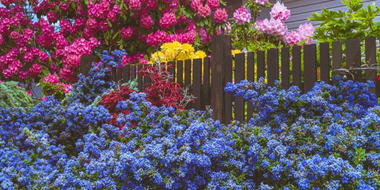 purple and pink flowers on green grass field