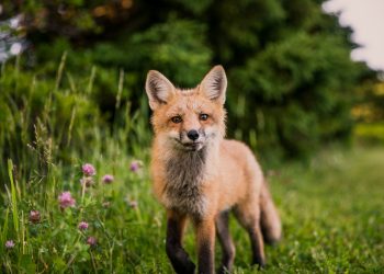 brown animal on green grass