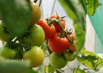 green and red tomatoes close-up photo