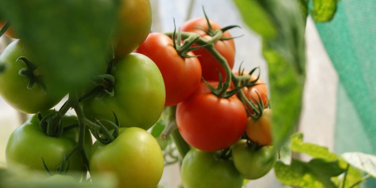green and red tomatoes close-up photo