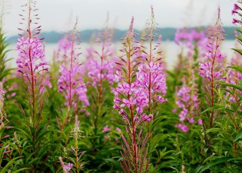 shallow focus photography of pink flowers
