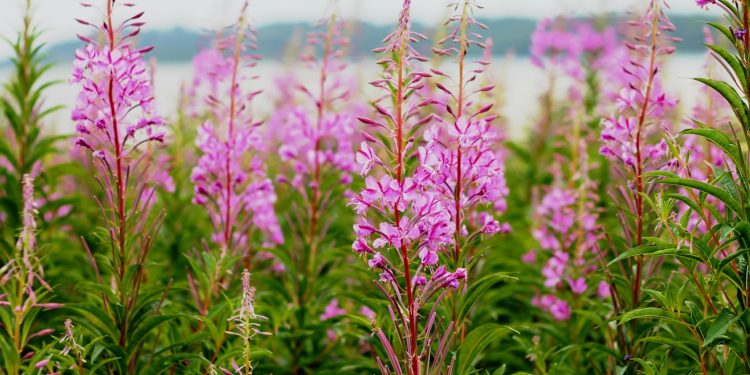 shallow focus photography of pink flowers