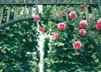 pink roses hanging on wooden arch