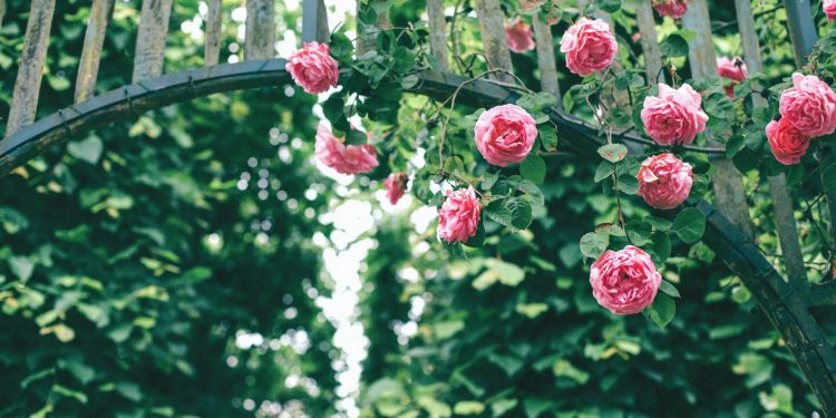 pink roses hanging on wooden arch