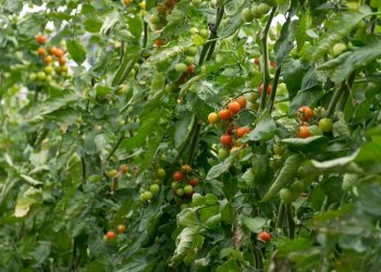 a bunch of green and red tomatoes growing on a tree