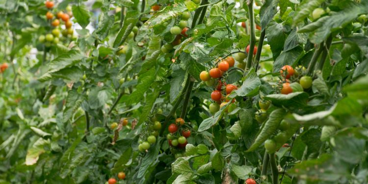 a bunch of green and red tomatoes growing on a tree