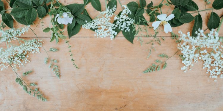 white petaled flowers with green leaves