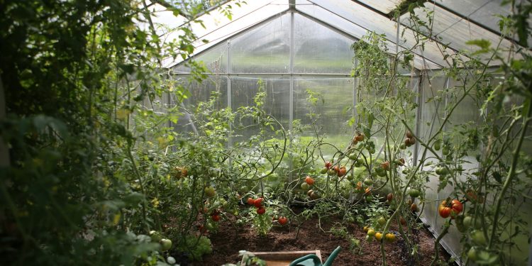 green watering can in green house