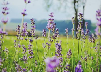 tilt shift photography of purple flowers