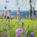 tilt shift photography of purple flowers