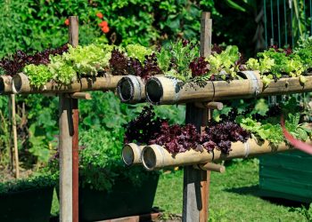 a bunch of plants that are in a garden